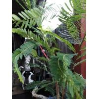 ราคา ต้นมะขามป้อม​ค่ะ (มือหนึ่ง) (357722835)