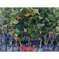 ราคา ขนุนแดงสุริยาทาบกิ่ง (มือหนึ่ง) (360822764)