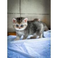 ราคา ลูกแมวสก๊อตทิช โฟลด์ Scottish Fold (360819988)