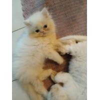 ราคา เปอร์เซีย​แท้​ (360826558)