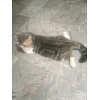 ราคา รับผสมพันธุ์แมวเอ็กโซติกช็อตแฮร์แท้ถ้ผสมไม่ติดผสมไหม่จนติดฟรี (360823833)