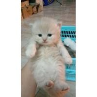 ราคา เปิดจองน้องแมว เปอร์เซียแท้ เพศเมีย (360824485)