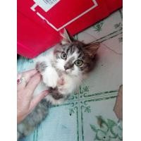 ราคา หายบ้านให้น้องแมว​ สก็อต​ติช​โฟล​ ผสม​เปอร์เซีย​ (360824239)