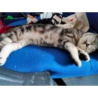 ราคา (ตามหา) อเมริกันช็อตแฮร์ เพศเมีย มีใบ (360819259)