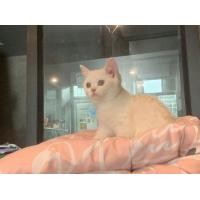 ราคา สก็อตติชโฟล์ด (360818248)