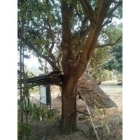 ราคา ขายต้นไม้ที่เห็นในรูปยกเว้นต้นมะขามและมะม่วงต้นละ500บาท (มือหนึ่ง) (347134207)