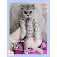 ราคา ลูกแมวสก็อตติชโฟลด์พันธุ์แท้สีเทาลายขาว (360756195)