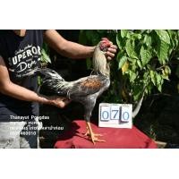 ราคา ไก่ชนเหล่าป่าก๋อย(มีคลิป) (360826794)