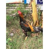 ราคา ไก่เหลืองหางขาว (360826923)