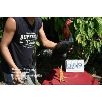 ราคา ไก่ชนเหล่าป่าก๋อยมีคลิป (360826743)