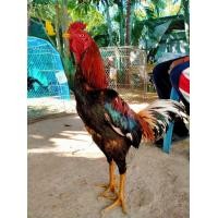 ราคา ไก่ชน ไก่เหลืองหางขาว (360823801)