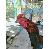 ราคา ไก่ชน ประดู่หางดำ (360823510)