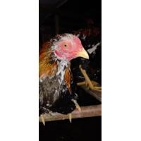ราคา ไก่เหลืองหางขาว600 (360822811)