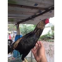 ราคา ไก่ชนพม่าเชิง (360818690)