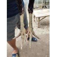 ราคา ก๋อยง่อน (360817239)