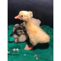 ราคา ลูกห่านจีนสีดำและสีขาว (มือหนึ่ง) (360648508)