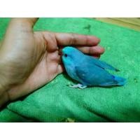 ราคา ลูกป้อนฟอพัสบลูเทอควอย (360809803)