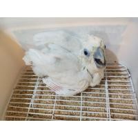 ราคา ขายลูกป้อนกระตั้วดูคอป (360809780)