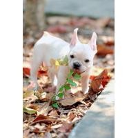 ราคา เฟร้นบลูด็อก (360816503)