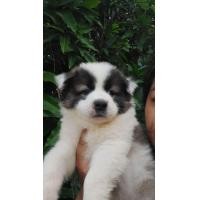 ราคา บางแก้วแท้ ขาว เทา ทีใบเพ็ด ใหญ่มาๆขนดีสุดๆ (360809411)