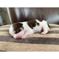 ราคา ชิวาว่าขนสั้น (360809004)