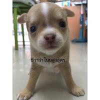 ราคา ชิวาว่า อุดร (360815502)