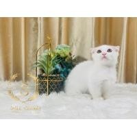 ราคา มันช์กิ้นแมวขาสั้น (360810057)