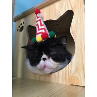 ราคา แมวเอ็กโซติก (360815913)