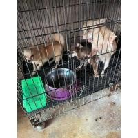 ราคา สุนัขชิวาว่า (360814914)