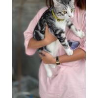 ราคา น้องแมวเพศผู้ อนาคตพ่อพันธ์ อเมริกัน ช็อตแฮร์ ผสม สก็อตติช (360815611)