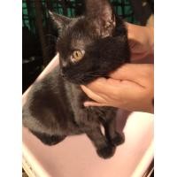 ราคา แมว ลูกแมว แมวสกอตติชโฟลด์ (360814487)