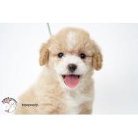 ราคา พุดเดิ้ล (360813801)