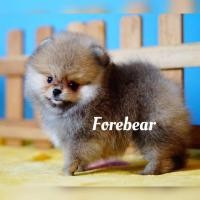 ราคา ปอมแท้หน้าหมี (360813682)