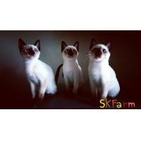 ราคา (ลูกแมววิเชียรมาศ Siamese Cat) แมวมงคลไทยโบราณสายพันธุ์ไทยวิเชียรมาศ หรือแมวสยาม จดทะเบียนพาณิชย์ (360814185)