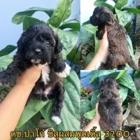 ราคา ชิสุผสมพุดเดิ้น 3200 (360813397)