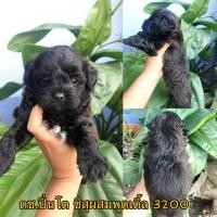 ราคา ชิสุผสมพุดเดิ้ล 3200 (360813364)