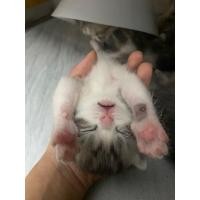 ราคา แมวสก็อตติสโฟลด์ (360811061)