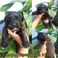 ราคา ชิสุผสมพุดเดิ้ล 3200 (360813382)