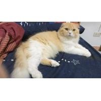 ราคา รับผสมพ่อพันธุ์ สก๊อตติสโฟลด์ (360809091)