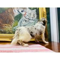 ราคา ชิวาว่าขนยาว สีเมอร์สวยๆลดราคา (360812251)