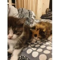 ราคา แมวสก็อตติชโฟล์ด (360811487)