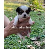 ราคา ชิวาวาขนยาว แท้ (360811522)