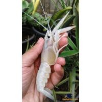 ราคา ขายลูกพันธุ์พ่อแม่พันธุ์กุ้งก้ามแดง (347688632)