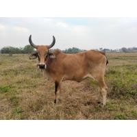 ราคา วัวตัวเมีย (360815156)