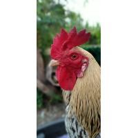 ราคา พม่าร้อย (360814162)