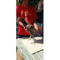 ราคา ก๋อยง่อน (360810636)