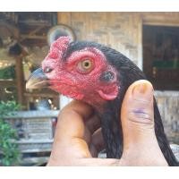 ราคา ตัวเมียก๋อย เชิง ไก่กัดเข้าปีกตีหลัง รหัสปีก347 (360808808)