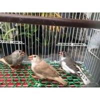 ราคา ซีบ้าฟินซ์ (360806819)