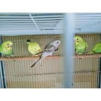 ราคา นกหงส์หยกสวยๆ200บาท (360801778)