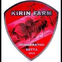 ราคา ปลากัดป่าแก้มแดง ลูกทุ่ง (สุพรรณบุรี) (360793047)